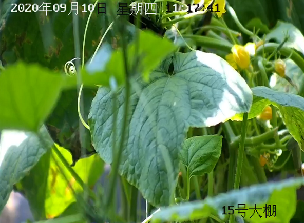 溫室大棚氣象監(jiān)測(cè)站圖片3