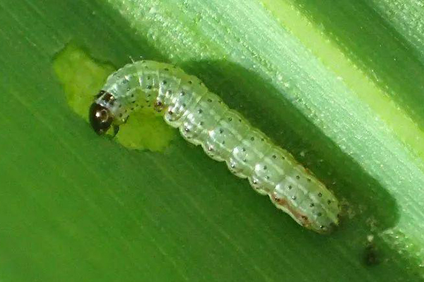 草地貪夜蛾蟲(chóng)情測(cè)報(bào)燈圖片1 草地貪夜蛾蟲(chóng)情測(cè)報(bào)燈圖片1