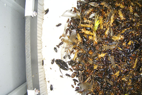 蟲(chóng)情預(yù)警圖片4 蟲(chóng)情預(yù)警圖片4