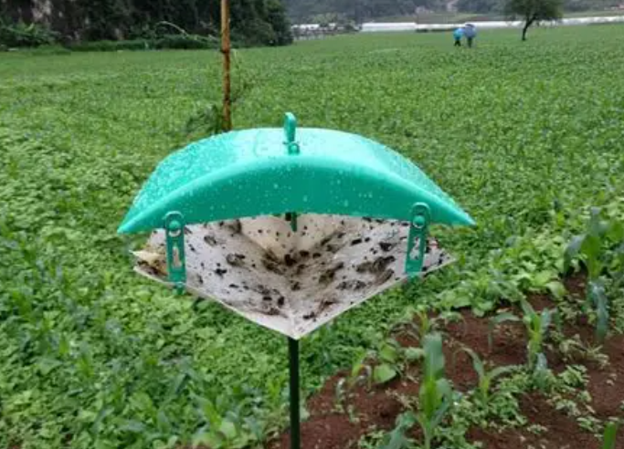 小菜蛾誘捕器圖片 小菜蛾誘捕器圖片